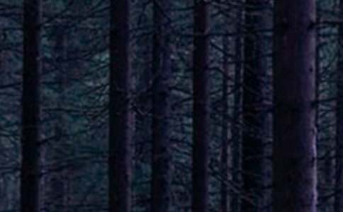 ��ɭ�ֱ��������15ƪ[��]