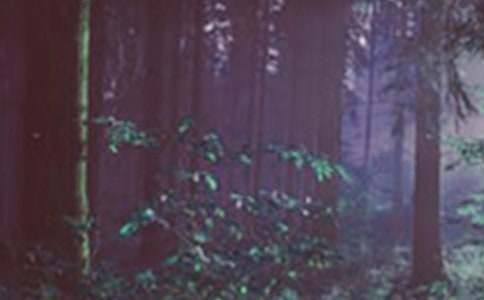 ����ɭ�ַ����ĵ����