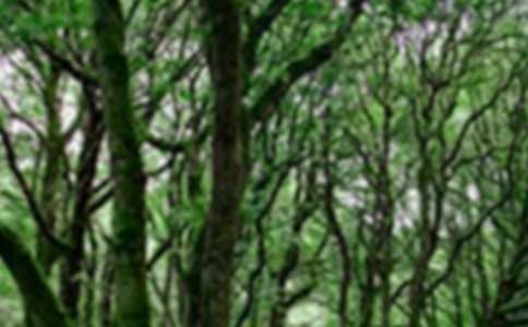 ����ɭ�ַ�������[����]