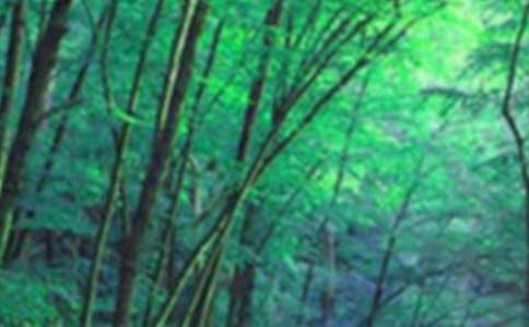 ɭ�ַ���������15ƪ