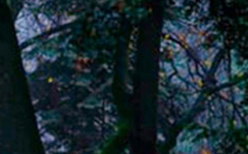 Сѧ��ɭ�ַ���֤��