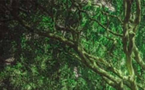 �йر���ɭ����Դ�Ľ�������ƪ