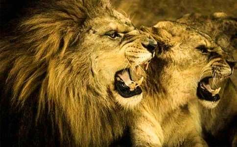 狮子和鹿教案集锦八篇