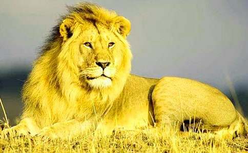 ʨ���ֵ��δ�