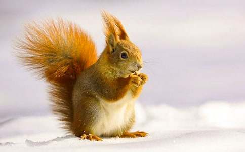 小松鼠找花生教学设计