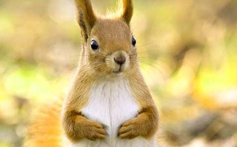 ������ĺ�С���󡷽̰�