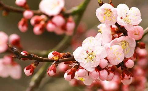 三生三世十里桃花观后感(通用41篇)