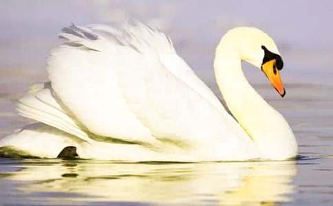 ���Ĺ��½̰�