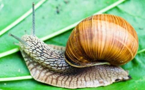 ����ţ�Ľ������̰�