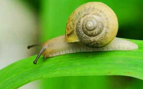 һ�꼶��С��ţ���̰�