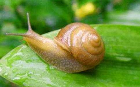 ��ţ������˵�θ�