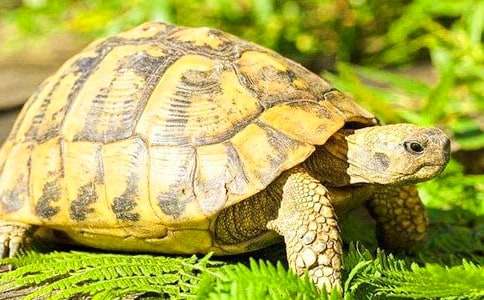 想飞的乌龟教案模板8篇