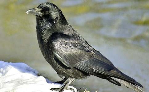 ����ѻ��ˮ����ѧ��ƻ��ܡ�15ƪ��