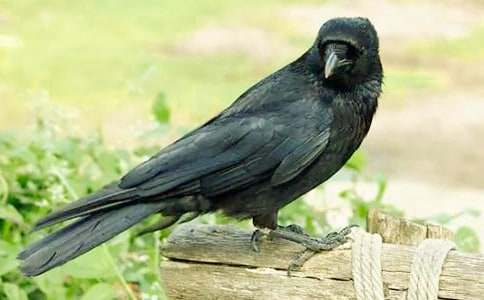 ����ѻ��ˮ��˵�θ�