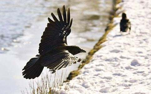 ��ѻ��ˮ�̰�