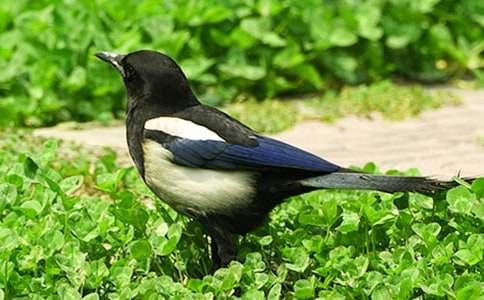 ���Ƽ�������ϲȵ��ѧ��˼