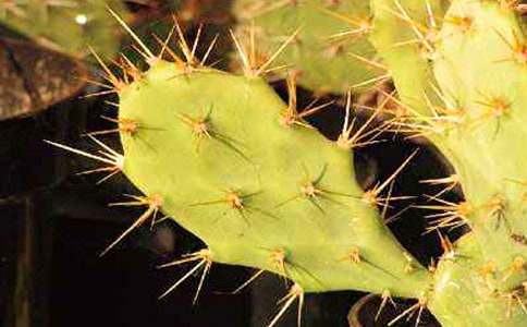 小学作文:我爱仙人掌