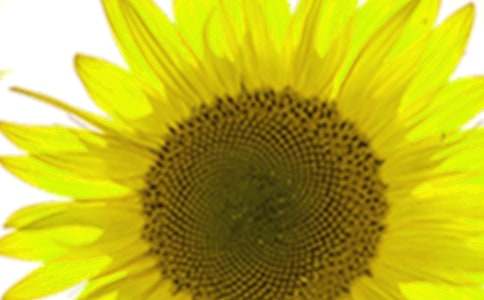 向日葵女孩观后感