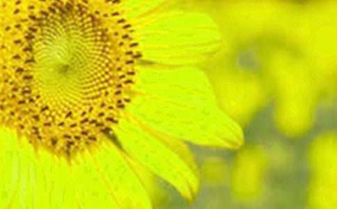 �������տ�Сѧ������ƪ