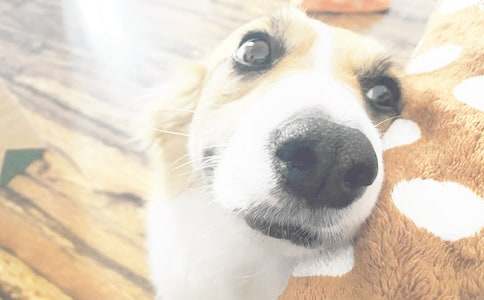 小狗话题作文【精】