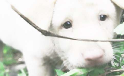 【必备】小狗小学作文三篇