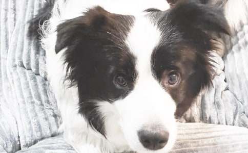 关于小狗小学作文600字六篇