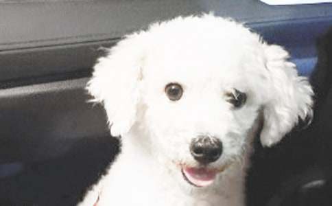 С��Сѧ����8ƪ(��)