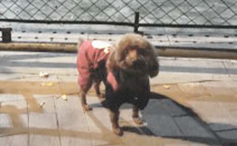 ����ѡ��С��Сѧ����400�ּ�����ƪ