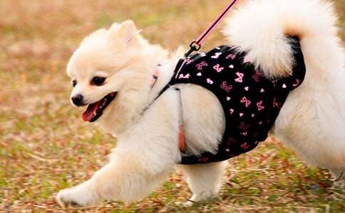 С�����Сѧ����