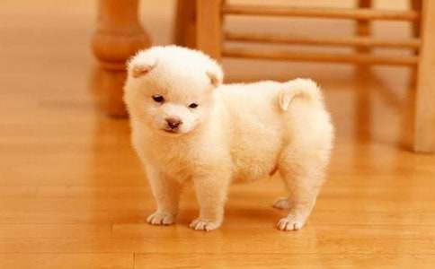 我喜欢的小狗话题作文