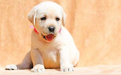 ʵ�õ�С��Сѧ����[����9ƪ]