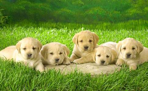 小狗小学作文400字合集9篇