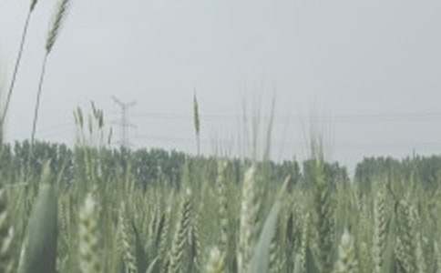 ����С������Э����