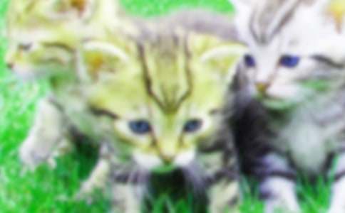 有关小猫小学作文400字汇编十篇