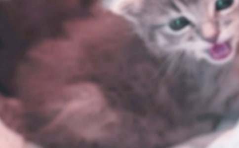 【必备】小猫小学作文300字锦集九篇