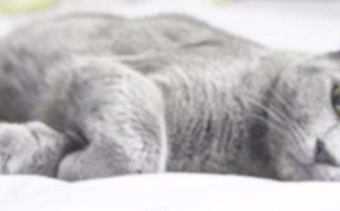 ���Ƽ���СèСѧ����300�ֺϼ�9ƪ