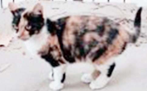 【精品】小猫小学作文300字集锦八篇