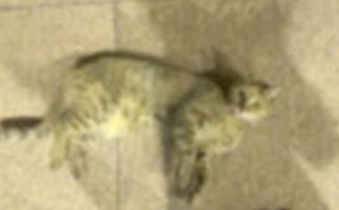 ��ѡСѧСè���ļ�����ƪ