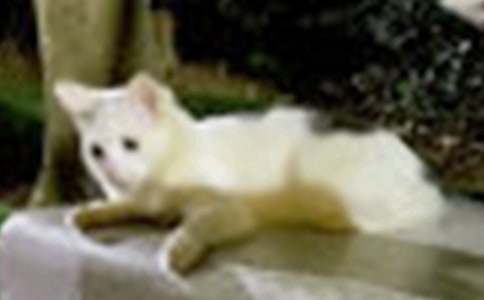 ����СèСѧ����600�ֺϼ�7ƪ