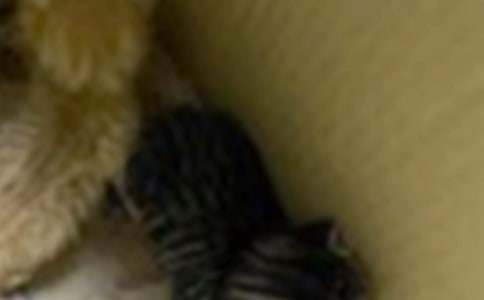 ����ѡ��СѧСè���ļ���6ƪ