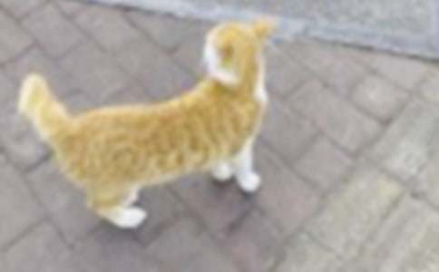 我家的小猫话题作文3篇