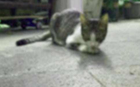 ����ѡ��СѧСè���ļ���6ƪ