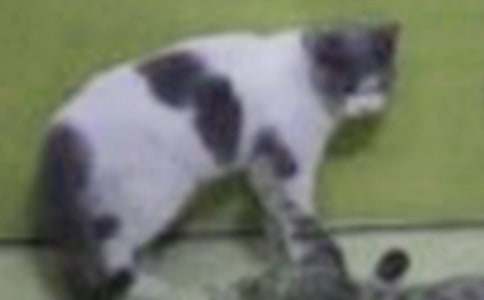 ����СèСѧ����400�ֺϼ���ƪ