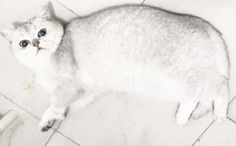 ����ѡ��СèСѧ����300�ֺϼ���ƪ