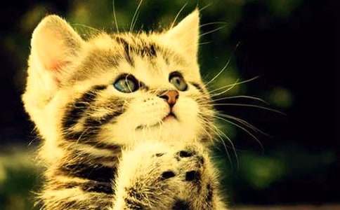 关于小猫小学作文400字锦集七篇