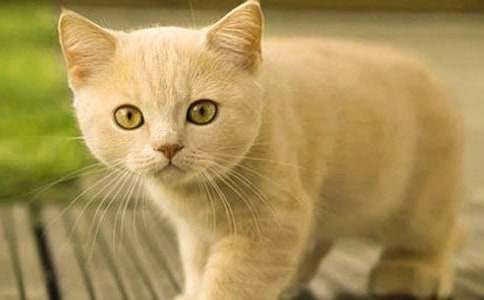 �Ҽҵ�Сè��������(9ƪ)