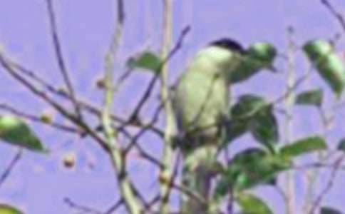 ͯ����С���ѧ��˼