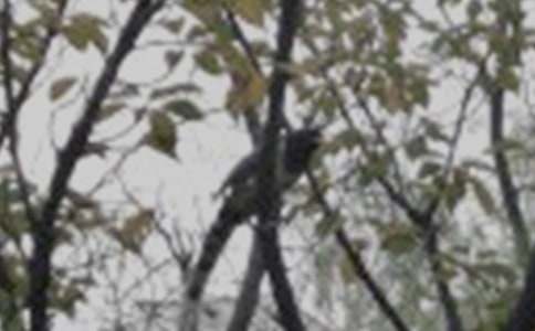 放飞小鸟的初中作文