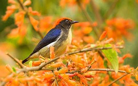 ����С��˵�θ�