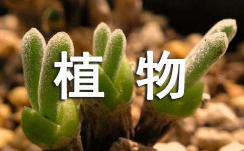 【热门】初中植物作文三篇